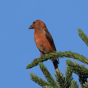 Red Crossbill