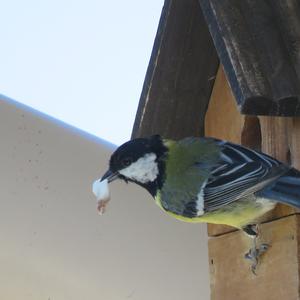 Great Tit
