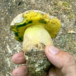 Unknown Species
