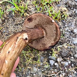Unknown Species