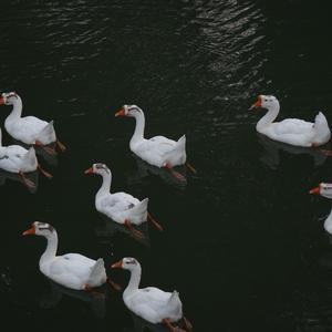 Coscorobaschwan