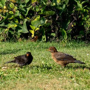 Amsel
