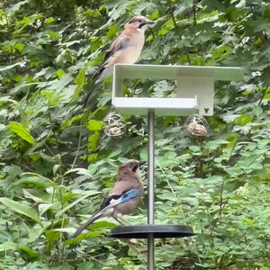 Eurasian Jay