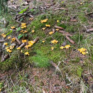 Chanterelle, Common