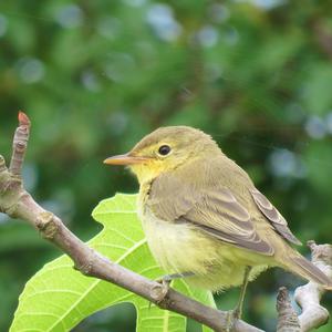 Melodious Warbler
