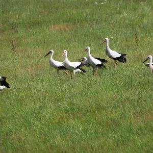 White Stork