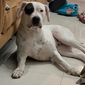 Argentinische Dogge