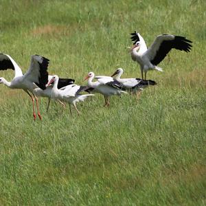 White Stork