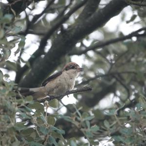 Woodchat Shrike