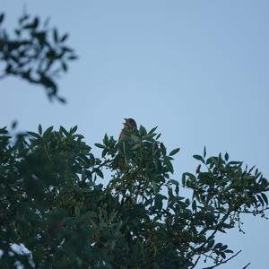 Corn Bunting