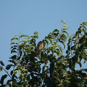 Corn Bunting
