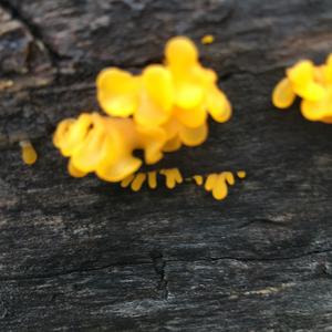 Unknown Species