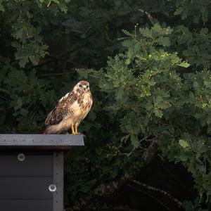 Mäusebussard