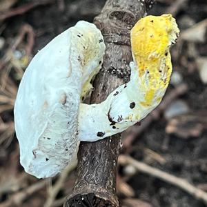 Unknown Species