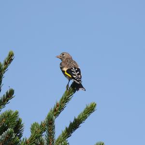 European Goldfinch
