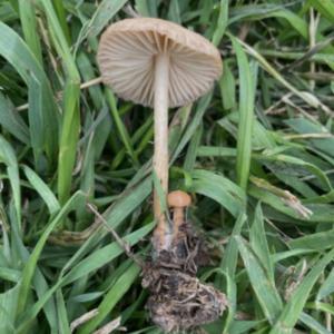 Fairy Ring Mushroom