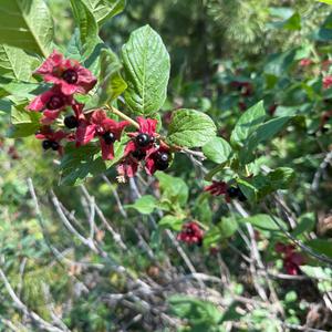 Unknown Species