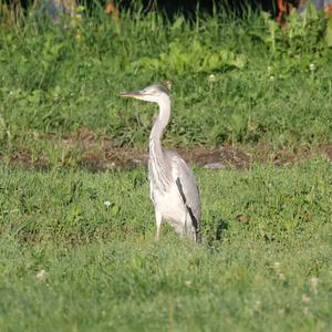 Grey Heron