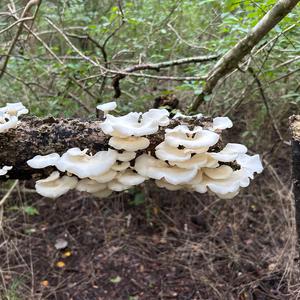 Unknown Species