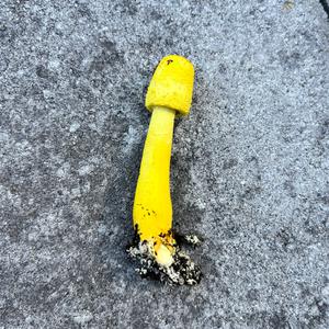 Unbekannte Art
