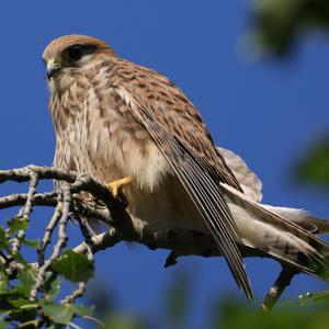 Turmfalke