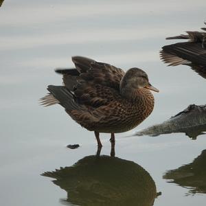 Mallard