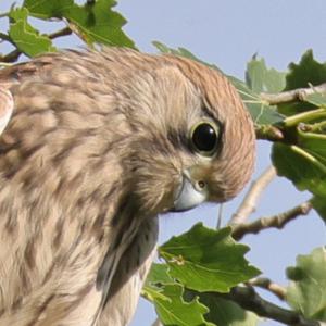 Common Kestrel