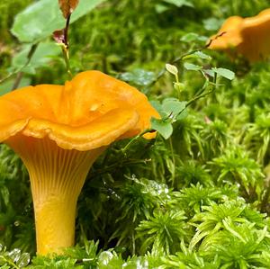 Chanterelle, Common