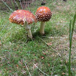 Unknown Species