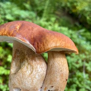 Sommer-Steinpilz