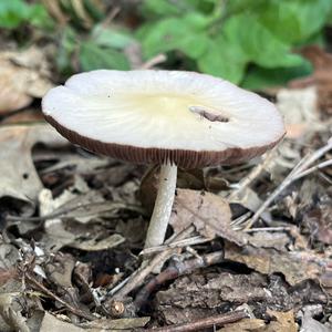 Unknown Species