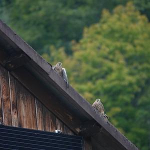 Turmfalke