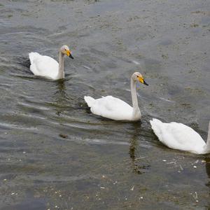 Singschwan