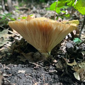 Unknown Species