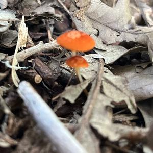 Unknown Species