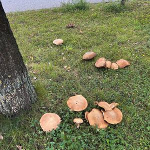 Sommer-Steinpilz