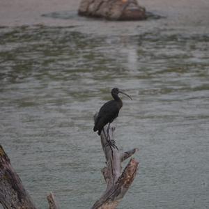 Glossy Ibis