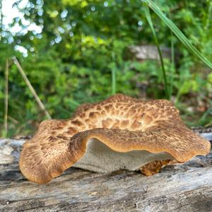 Dryad`s Saddle
