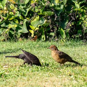Amsel