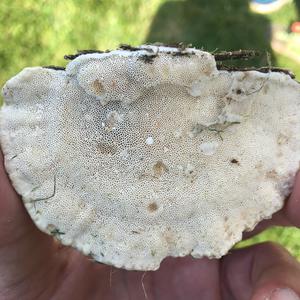 Unknown Species