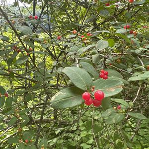 Unknown Species