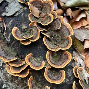 Unknown Species