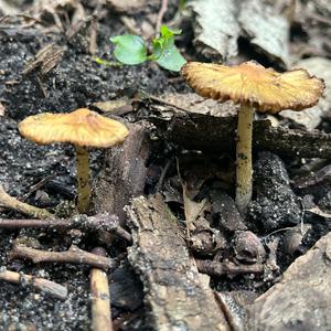 Unknown Species