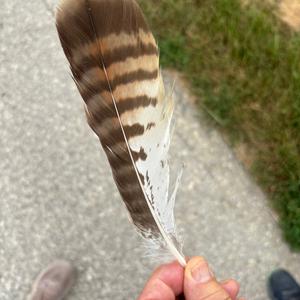 Unknown Species