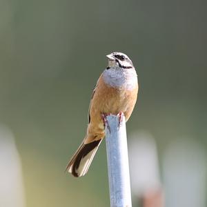 Rock Bunting
