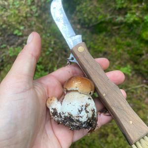 Steinpilz