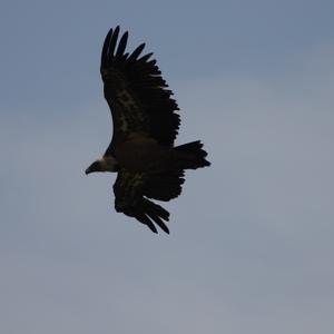 Gänsegeier