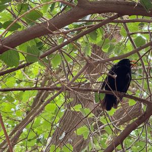 Amsel