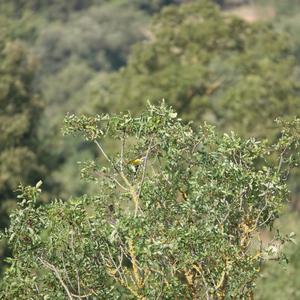 Eurasian Golden Oriole