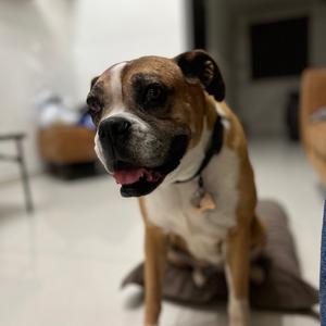 Boxer